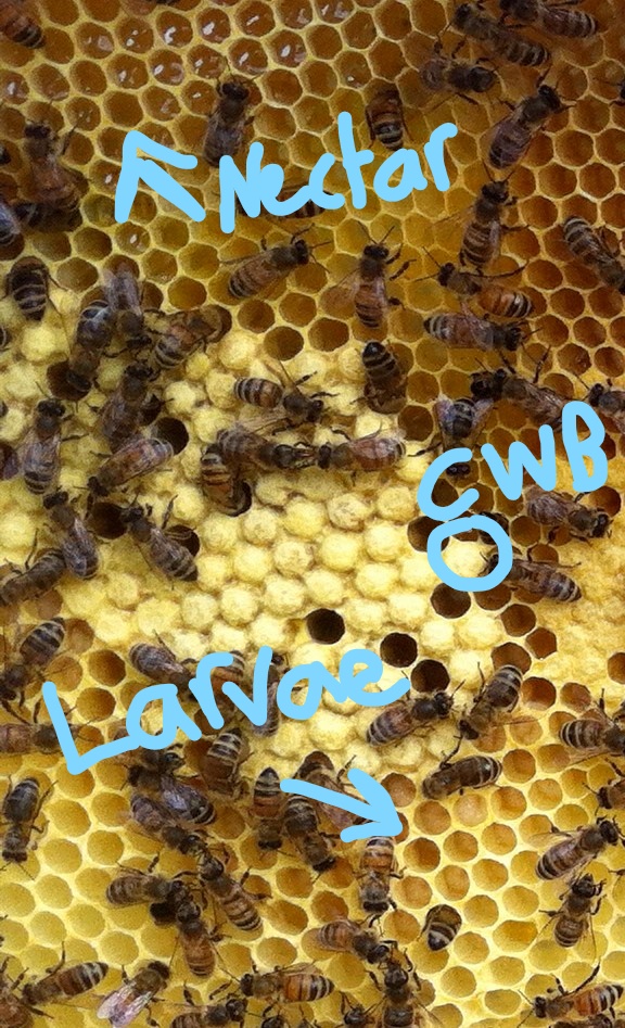 Picture with nectar, and larvae