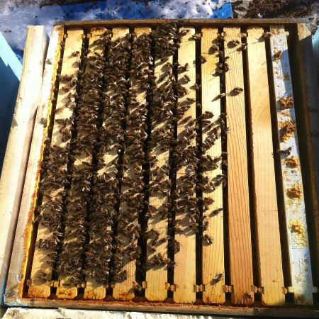 top frames half covered with bees