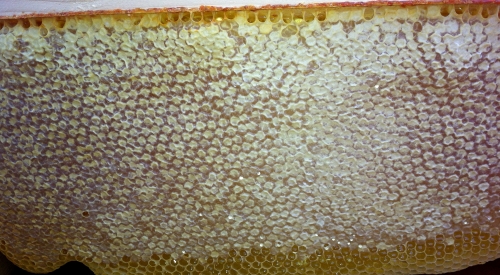 a deep frame of honey