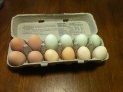 carton of rainbow eggs