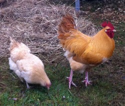 Buff Orpington hen and rooster