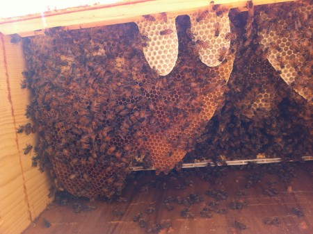 top bar hive on inside