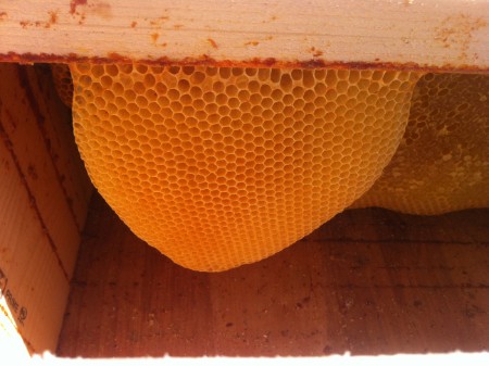 new comb on a bar in top bar hive