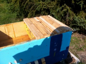 top bar hive in asters