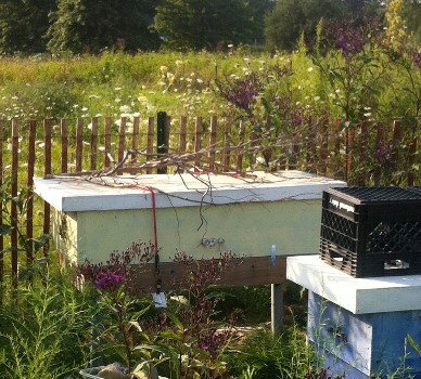 2 top bar hives in asters